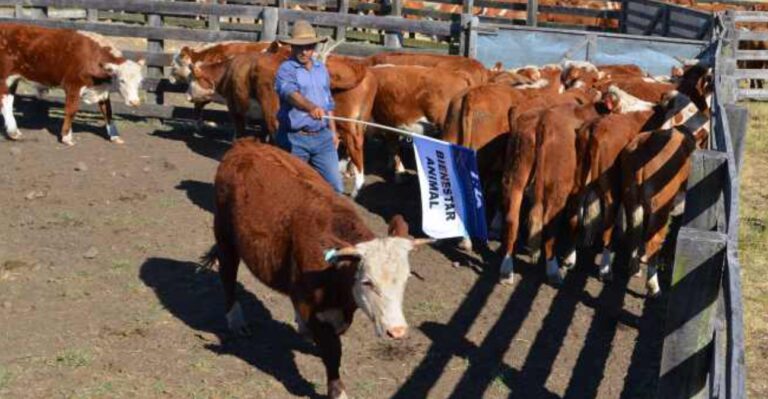 Curso Educación Permanente: BASES COMPORTAMENTALES DEL BIENESTAR ANIMAL